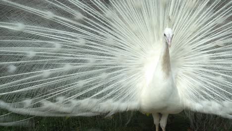 White-peafowl-pavo-cristatus-expand-the-tail